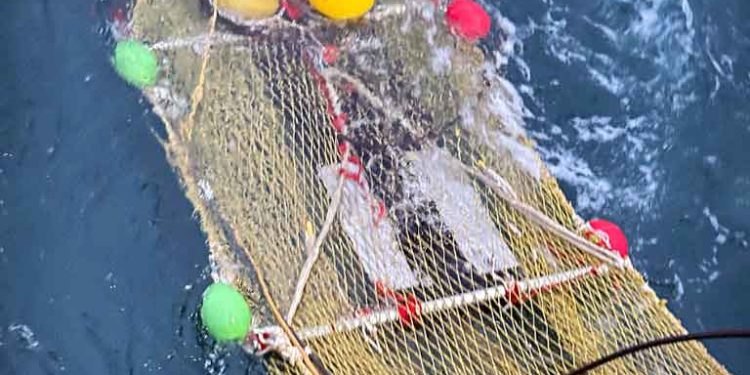 DTU Aqua har gennemført ACCELERATOR-projektets første forskningstogt med Havfisken i Skagerrak, hvor forskerne med stor succes testede en ny observationsplatform med akustiske kameraer monteret på en testtrawl. foto: DTU Junita Karlsen