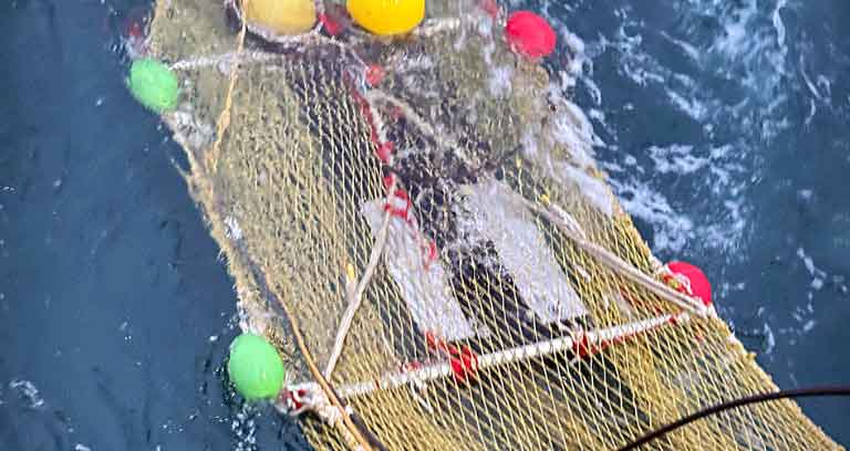 Read more about the article DTUs »Havfisken« i succesfuld test af trawl i det demersale fiskeri