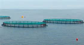 Read more about the article Fiskere imod planer om havdambrug i Århus Bugt