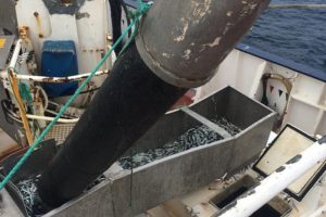 Industrifiskerne melder om mange tobis.  Privatfoto: Tobis fiskeri 2016 - JeppeKChristensen