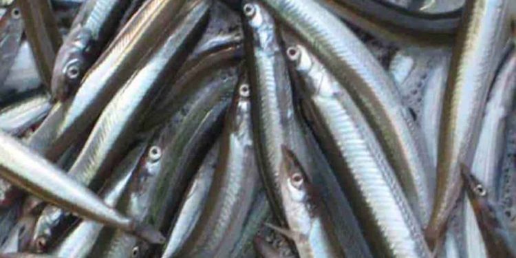 tobis - Fiskerforum.dk