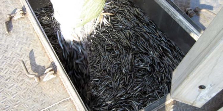 Fiskerierhverv er skuffede over nej til højere tobiskvote