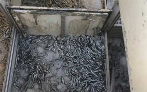 Lukningen af Doggerbanke sker uden klare regler for EU fiskerne