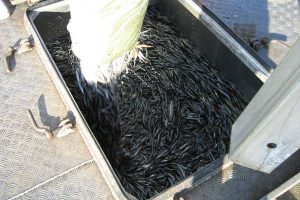 Fastsættelse af tobis kvoten 2012: Fiskerne bør have endnu et skud i bøssen.  Foto: FiskerForum
