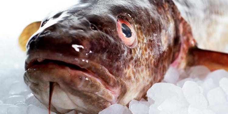 Read more about the article Tidlig julegave til fiskerne – ICES anbefaler at fange flere torsk i Nordsøen 2023