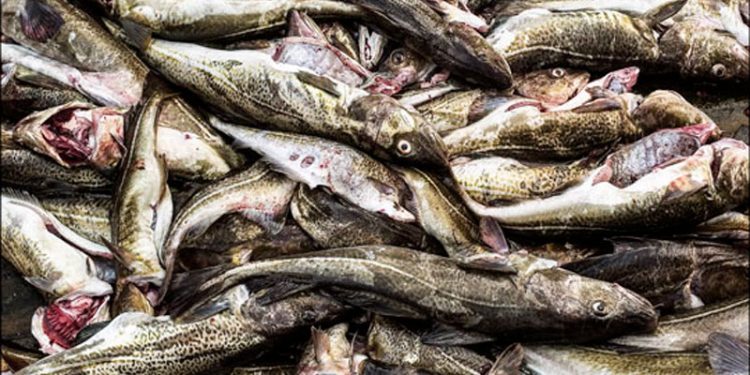 Fiskeskipper tiltalt for ikke at nedkøle fisk   Arkivfoto: Torsk - Bjarne Hansen Bornholm.nu
