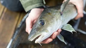 Ny forskning viser, at størrelsen på fisken påvirker både, hvor mange vigtige næringsstoffer og hvor mange skadelige stoffer, du får i dig. Mange siger ellers, at størrelsen ikke betyder noget – men når det handler om den fisk, du spiser, gør den netop det. foto: Eivind Senneset - Hi.no