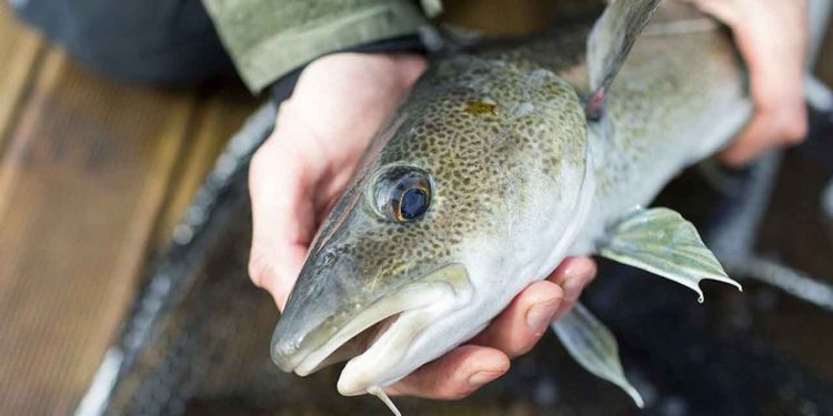 Ny forskning viser, at størrelsen på fisken påvirker både, hvor mange vigtige næringsstoffer og hvor mange skadelige stoffer, du får i dig. Mange siger ellers, at størrelsen ikke betyder noget – men når det handler om den fisk, du spiser, gør den netop det. foto: Eivind Senneset - Hi.no