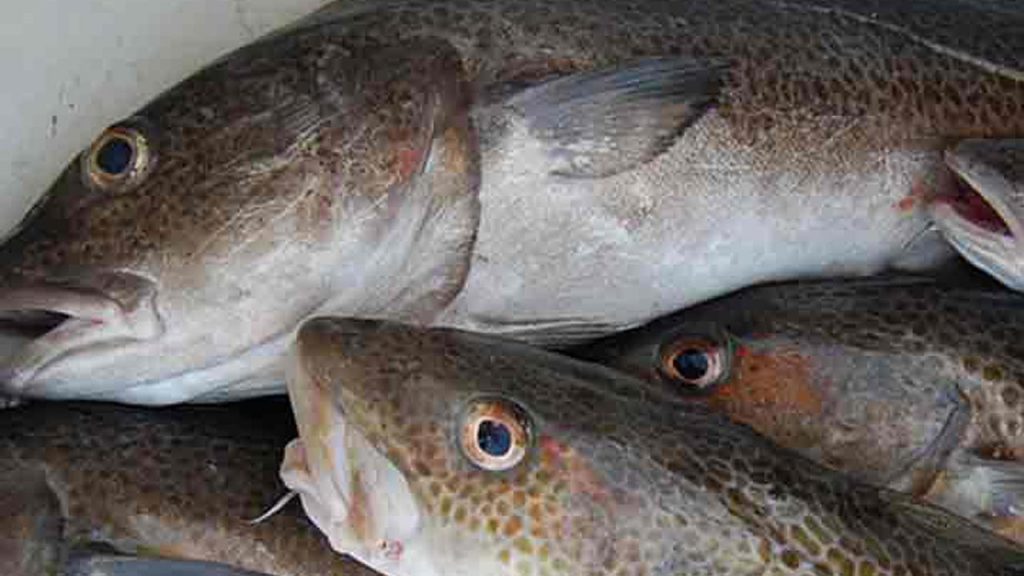 Доставка осетрович рыбы и морепродуктов в спб