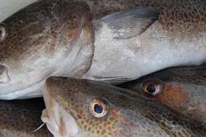 Kystfiskerne: Flere torsk til vestlige Østersø