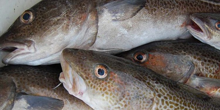 Der sælges flere vildtfanget norske fisk