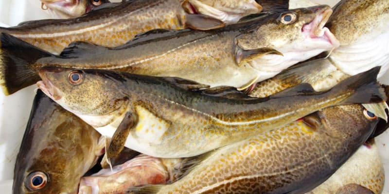 Read more about the article 400 torsk konfiskeret på Hasle Havn af Fiskerikontrollen – lystfiskere havde ikke rent mel i posen