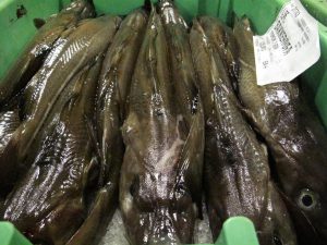 På den jyske vestkyst har Thyborøn Havn allerede investeret massivt i nye kajanlæg og oprensning af bassiner for at sikre adgang til de største fiskefartøjer. foto: Akkc