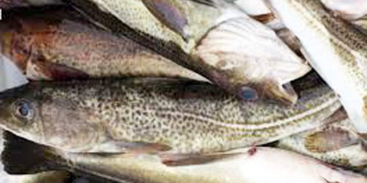 Fiskeriformand: Forslag til kvoter er for lavt. Arkivfoto