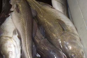 Orientering om uddeling af fisk fra Fiskefonden