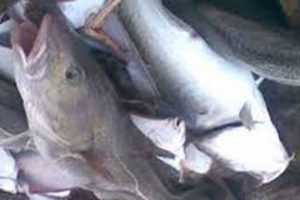 Forbrugerpriserne på torsk stiger i Europa  Foto: Torsk  -  Fiskerforum
