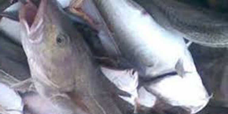Forbrugerpriserne på torsk stiger i Europa  Foto: Torsk  -  Fiskerforum