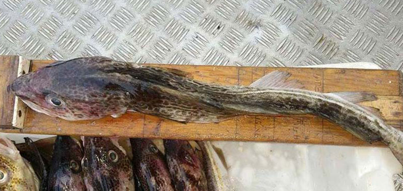 Read more about the article Østersø-torsken er inficeret med sæl-orm