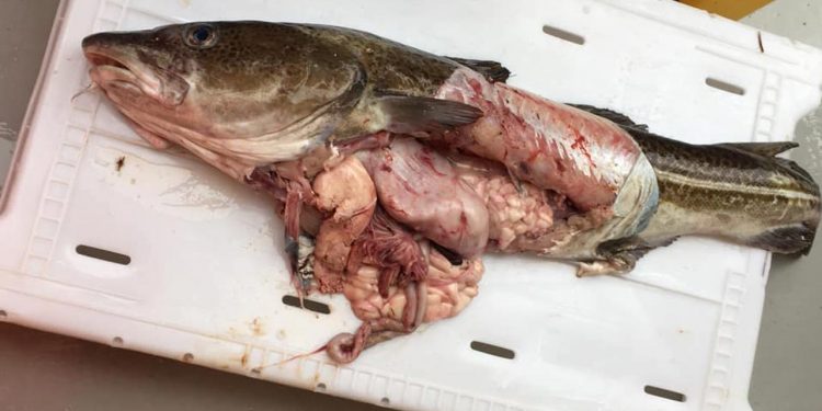 Nappede torsk - foto: HE Sttærke