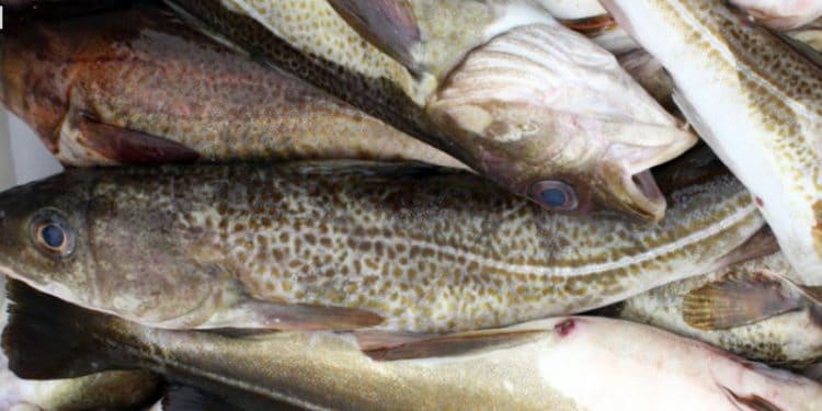 Read more about the article Skotsk fiskeeksport styrtdykker og skotske fiskere lander nu i stigende grad i Danmark