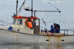 Problematisk med højere grønlandske fiskekvoter