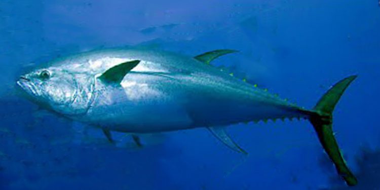 Lystfiskere kan nu søge om tilladelse til at fiske og lande den blåfinnede tun. foto: tunfisk