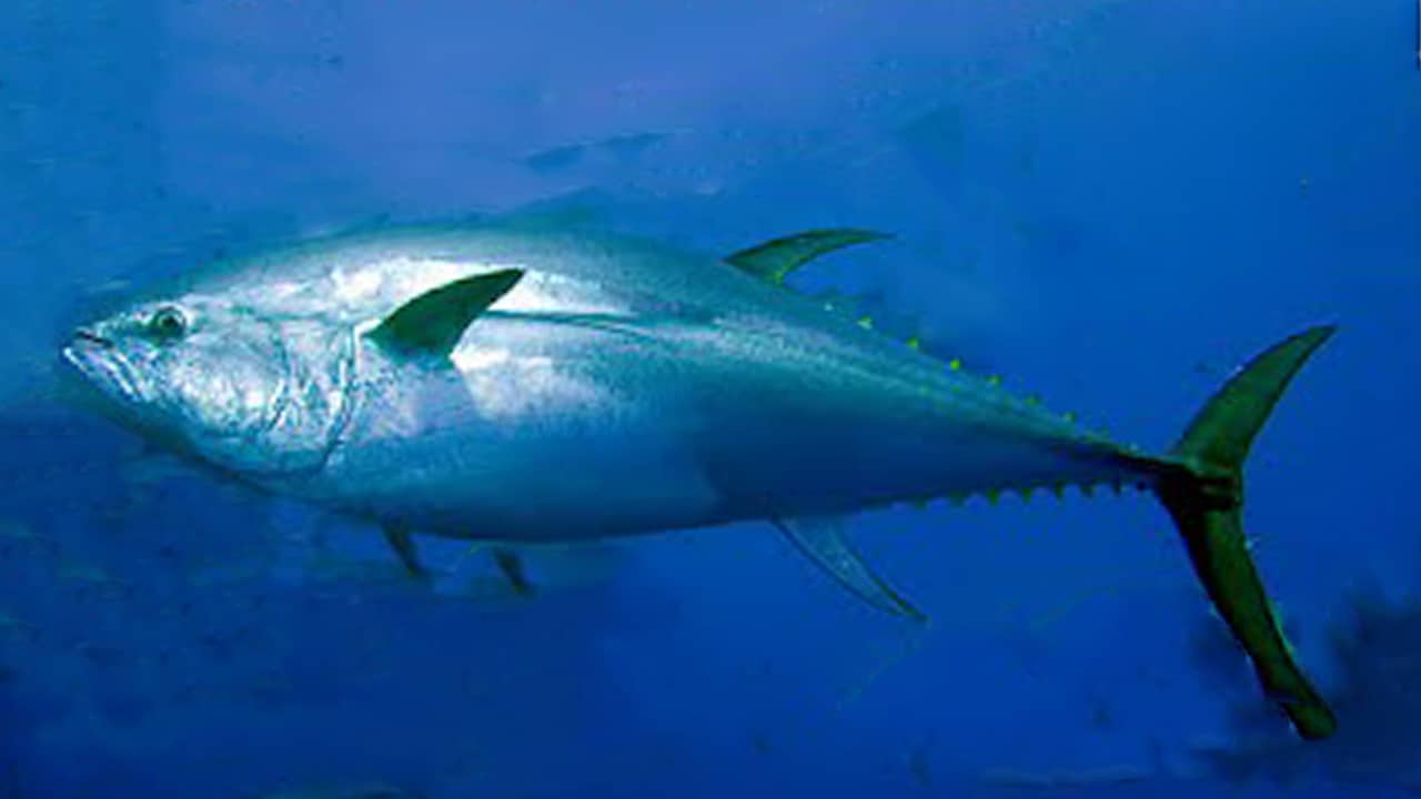 Read more about the article Lystfiskere kan nu søge om tilladelse til at fiske og lande den blåfinnede tun
