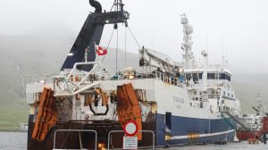 Færøerne: Makrel og sild samt torsk og guldlaks hitter i Kollefjord - Tuugaalik