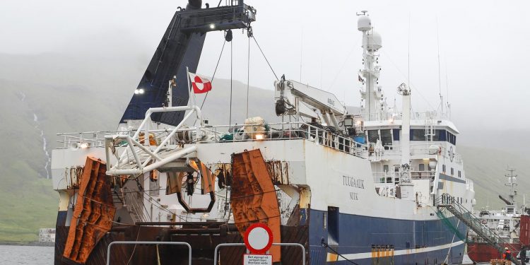 Færøerne: Makrel og sild samt torsk og guldlaks hitter i Kollefjord - Tuugaalik