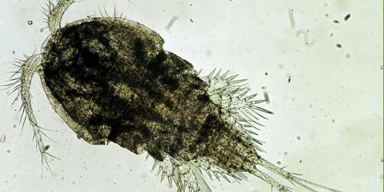 Ændringer i havet påvirker flere generationer af alger og vandlopper.  Foto: vandloppe - Wikipedia