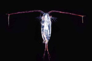 Plankton trues af oliespild i Arktis Foto: vandlopper - Wikipedia
