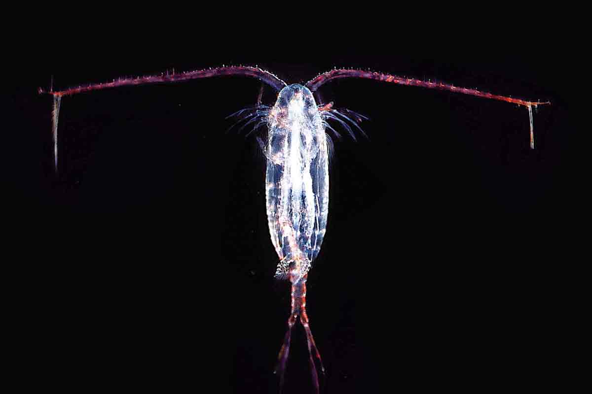 Read more about the article Plankton trues af oliespild i Arktis