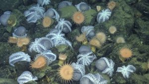 Et gådefuldt område i havet, har i årevis tiltrukket i tusindevis af blæksprutter, og nu er havforskerne endelig klar med en forklaring bag fænomenet. foto: Videnskab.dk