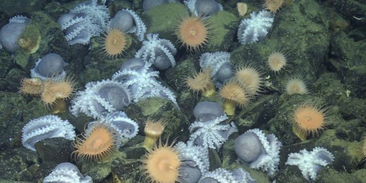 Et gådefuldt område i havet, har i årevis tiltrukket i tusindevis af blæksprutter, og nu er havforskerne endelig klar med en forklaring bag fænomenet. foto: Videnskab.dk